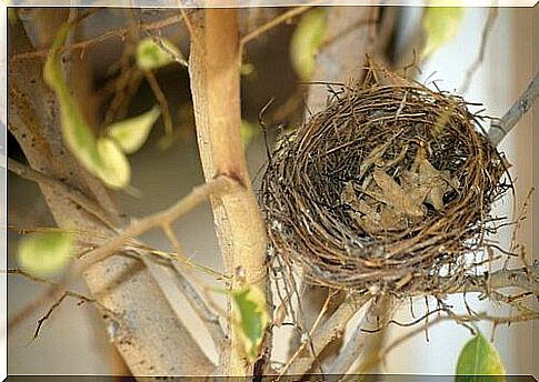 bird's nest