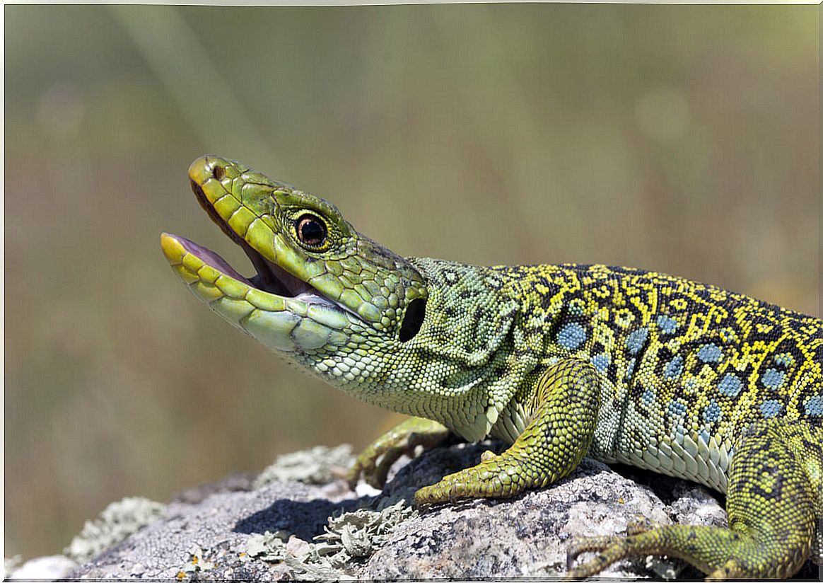 An ocellated lizard opening its mouth.