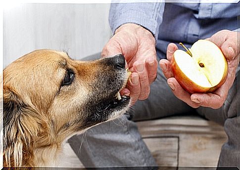 What human food can dogs eat?