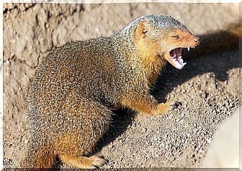 What is a mongoose?