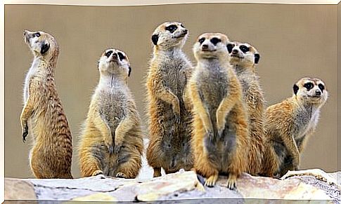 meerkats