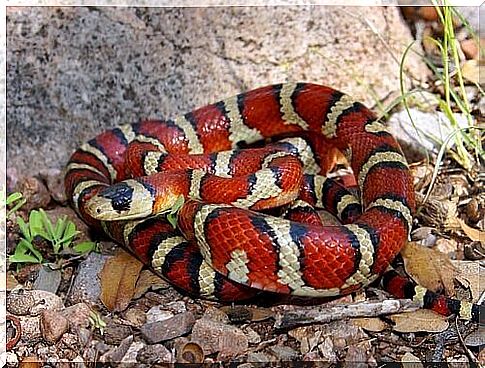 fake coral snake