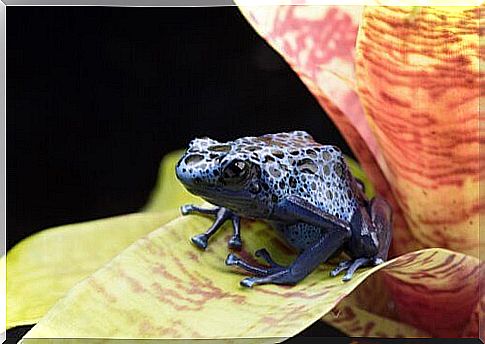 poison dart frog