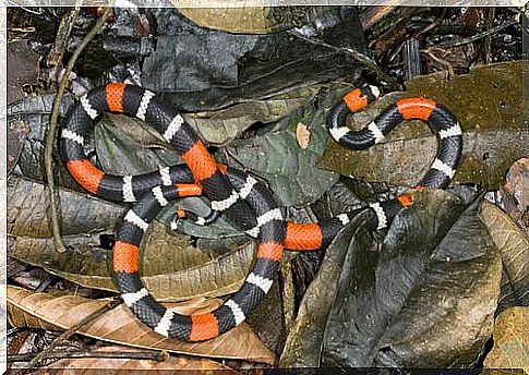 coral snake