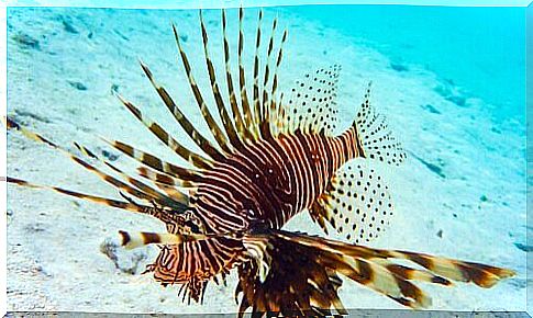 Lion-fish