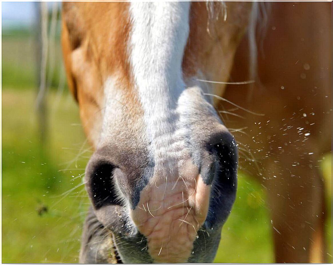 A sneezing horse.