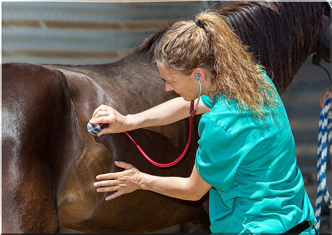 A veterinarian examining a horse.