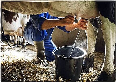 milk from cow