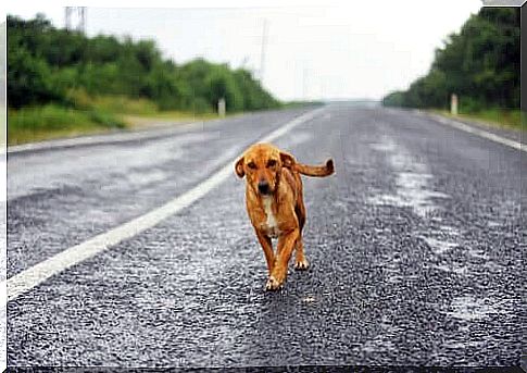 dog abandoned on the road