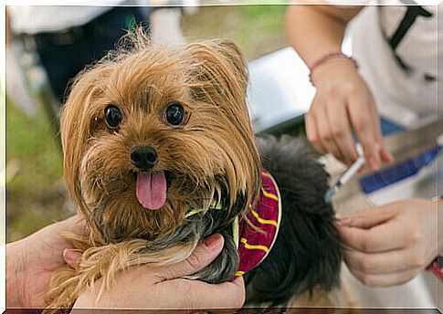 puppy being vaccinated