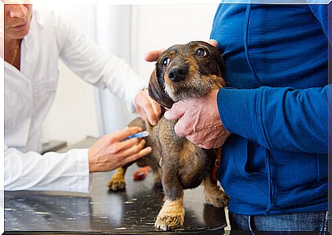 puppy being vaccinated