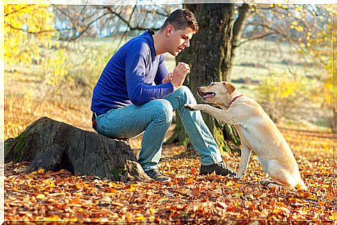 dressage-canine-e1418698799238