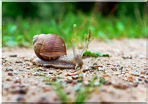 snail