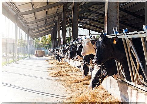 cows eating on a farm