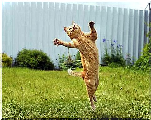 cat jumping in the garden