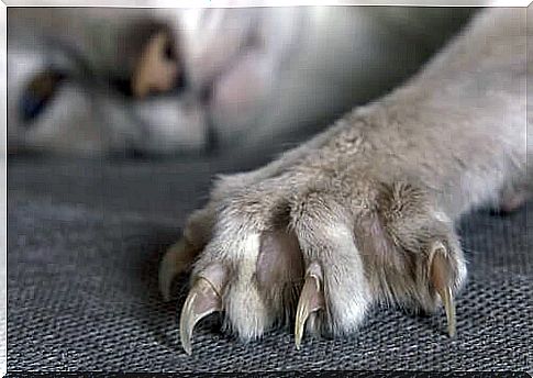 a cat's paws