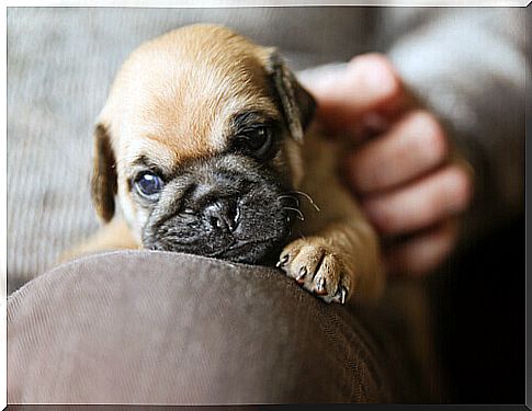 Why are Pugs or are ideal for inexperienced owners?