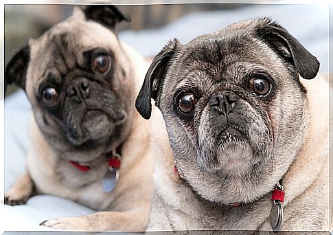 pugs