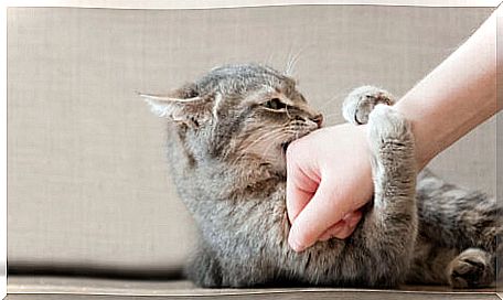 A cat playing with its guardian.