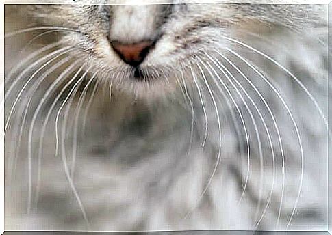 the cats' whiskers