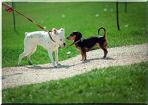 Why do dogs sniff each other?