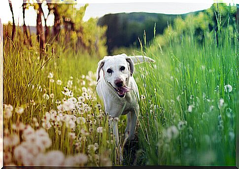 dog-in-the-field