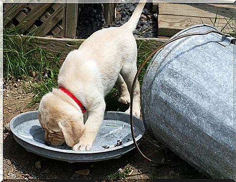 Why Dogs Love To Snuggle In The Trash And How To Avoid It