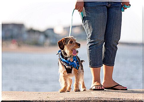 Why is a daily walk with your dog important?