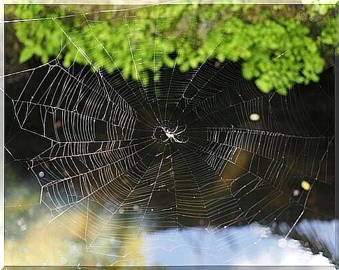 spider in your web